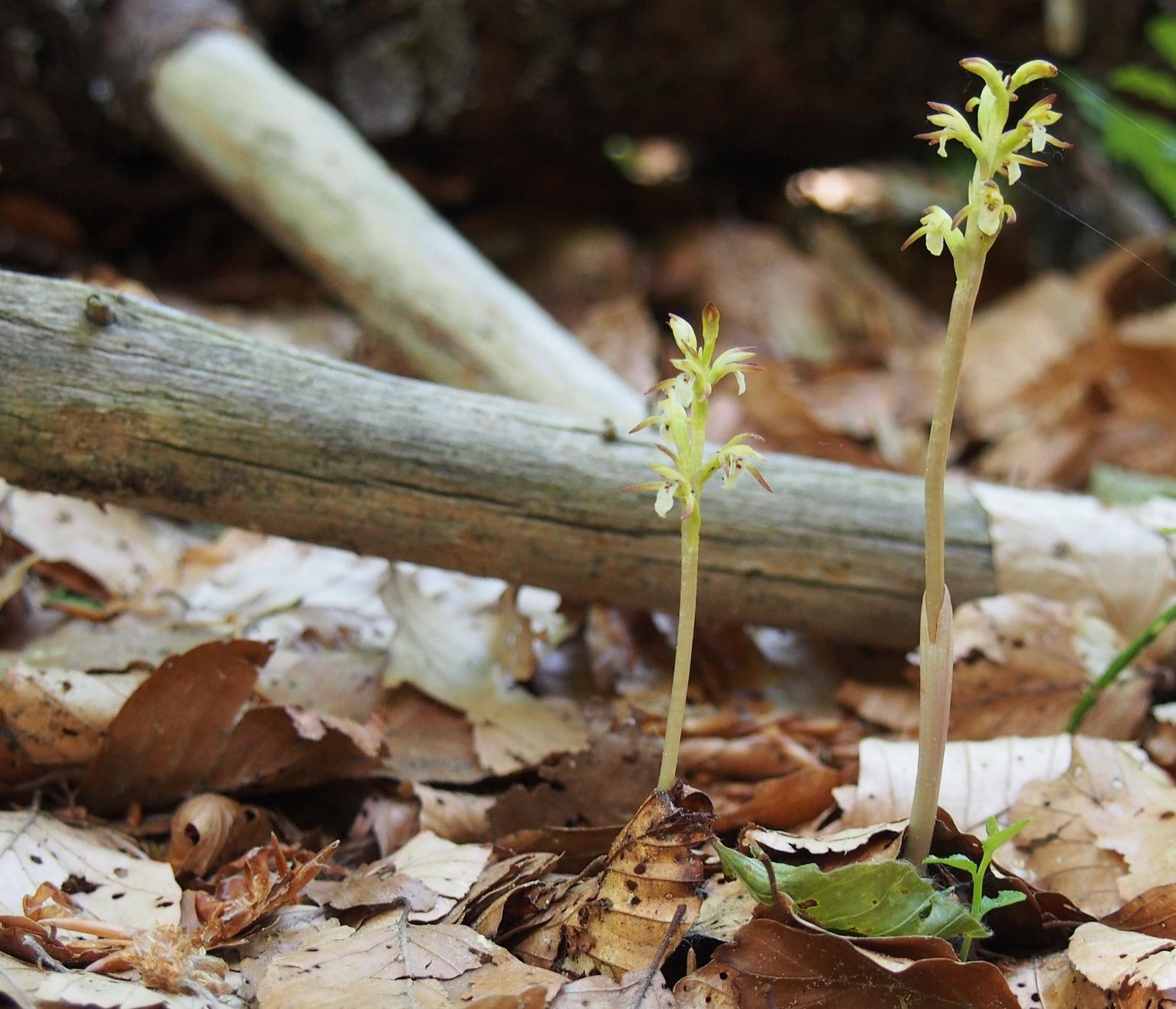 Orchid, Coral root